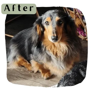 ShedFast - Skin & Coat Supplement