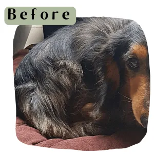 ShedFast - Skin & Coat Supplement